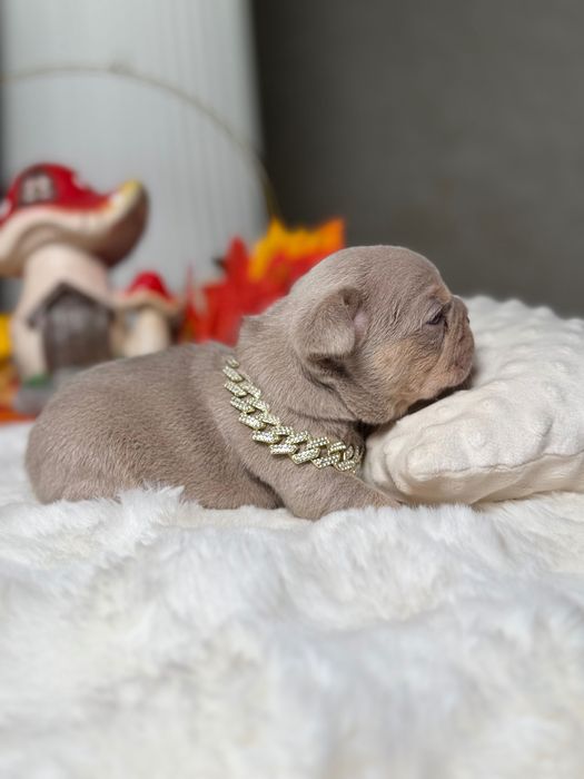 Французький бульдог хлопчик ТОП