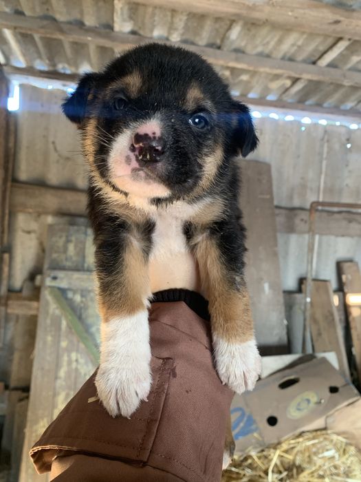 Маленькі цуценята мріють про дім