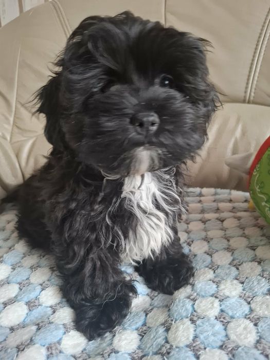 SHIHPOO Pudel Shih Tzu przepiękna suczka  !