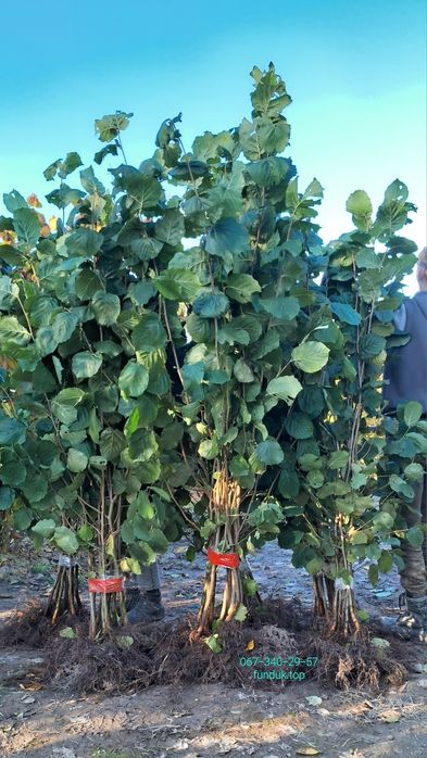 Саджанці фундука. Каталонський, Гарібальді, Трапезунд. Та інші.