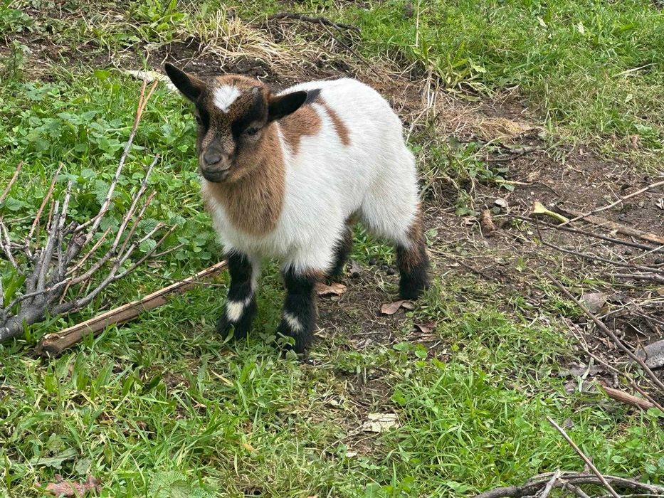 Vendo Cabritos de Raça Anã
