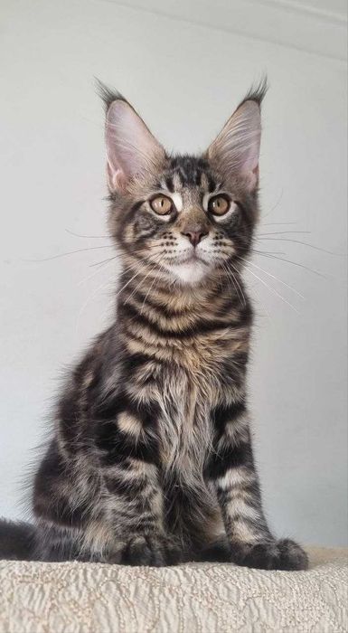 Gatinha Maine Coon