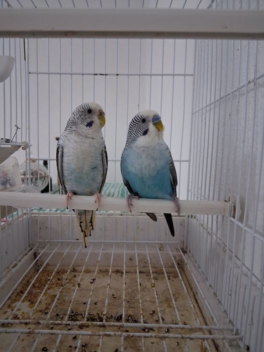 Casalinho de piriquitos asas negras