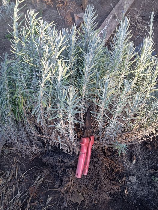 Лаванда англійська . Кущики