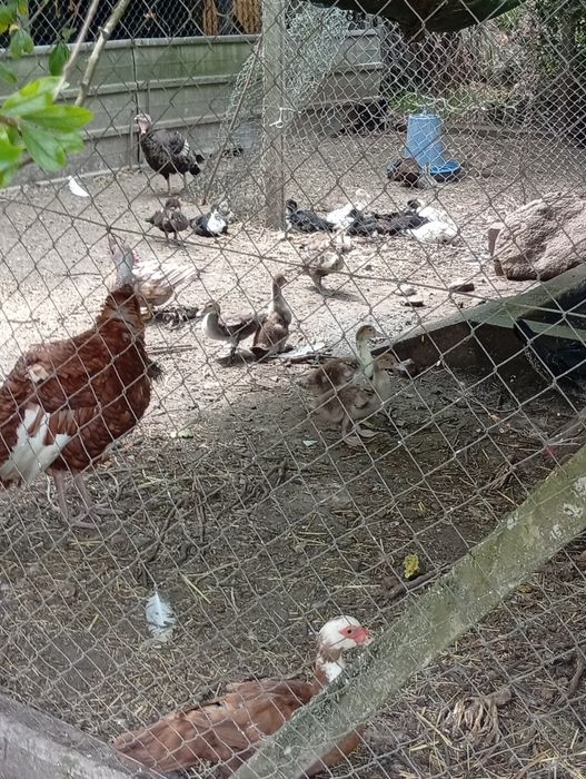 Patos mudos e coquichos de varias cores e idades