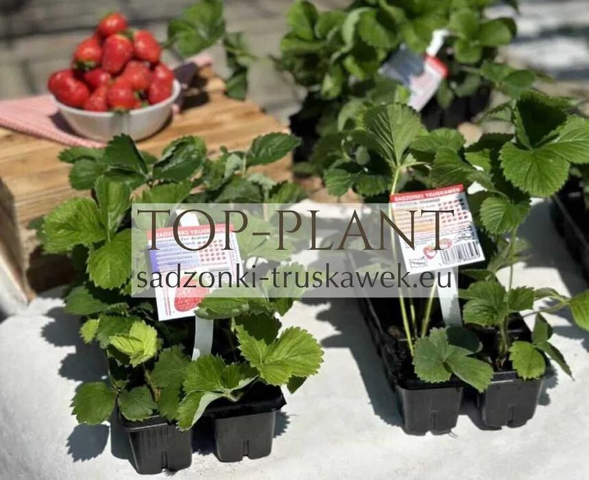 Sadzonki Truskawek MIEZE SCHINDLER i inne od PRODUCENTA!