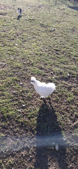 Koguty i kurki silki