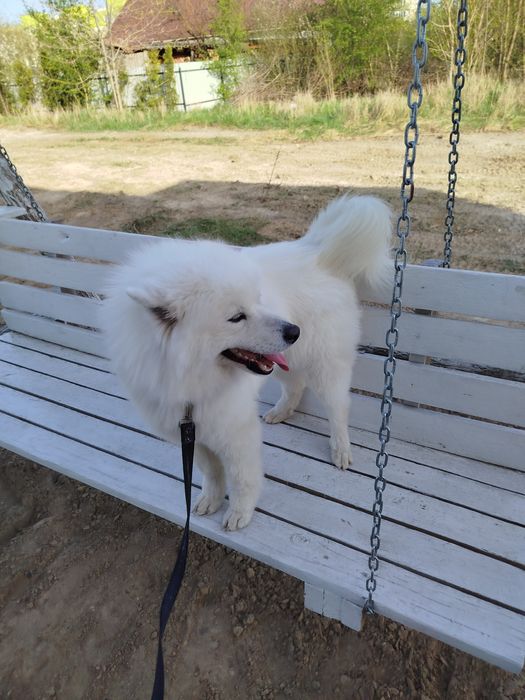 Самоїд дівчинка для в'язкі