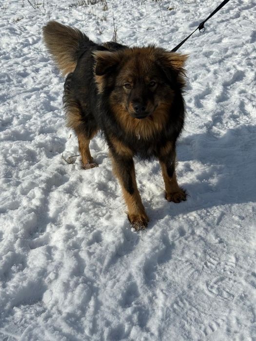 Mushu - puchaty piesek szuka domu