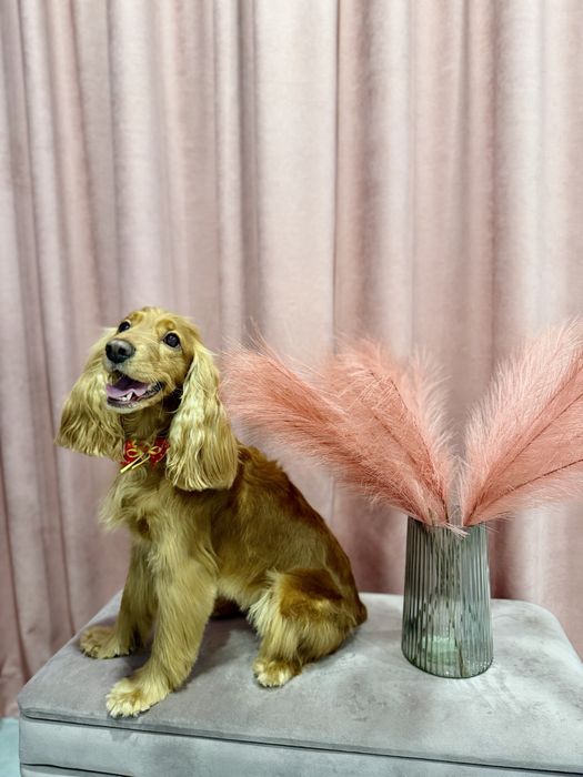 Грумінг у Винниках