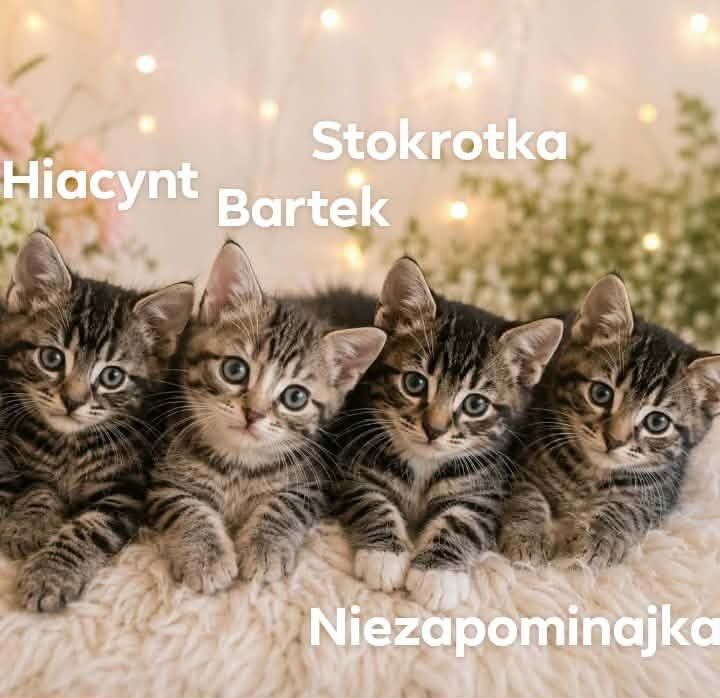 Kwiatuszki szukaja domków
