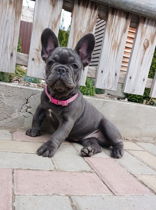 Блакитна дівчинка французький бульдог