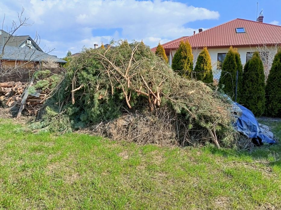 Gałęzie na opał sosna