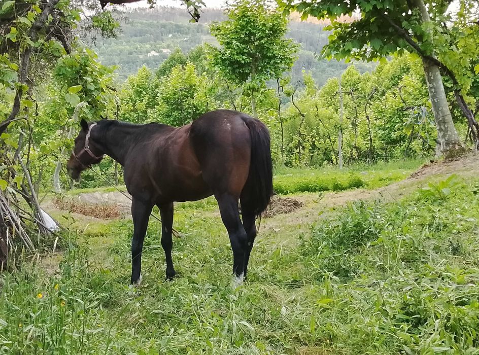 Vender um cavalo