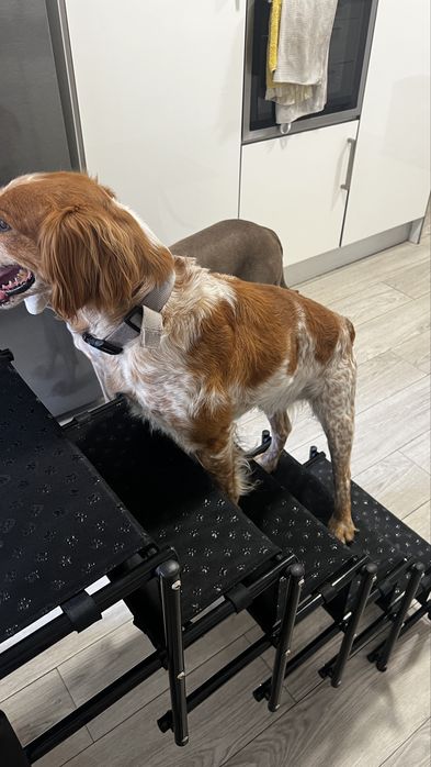 Escada para cães subirem carros