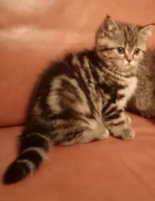 В'язка шотландського гостровухого