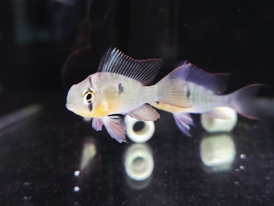 Pielęgniczka Boliwijska (Mikrogeophagus altispinosus)