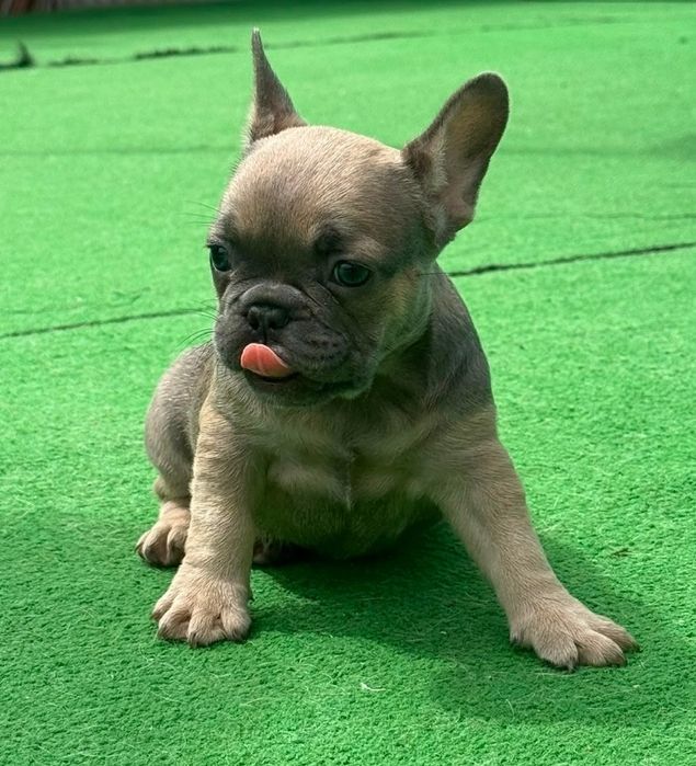 Bulldog francês fêmea blue fawn