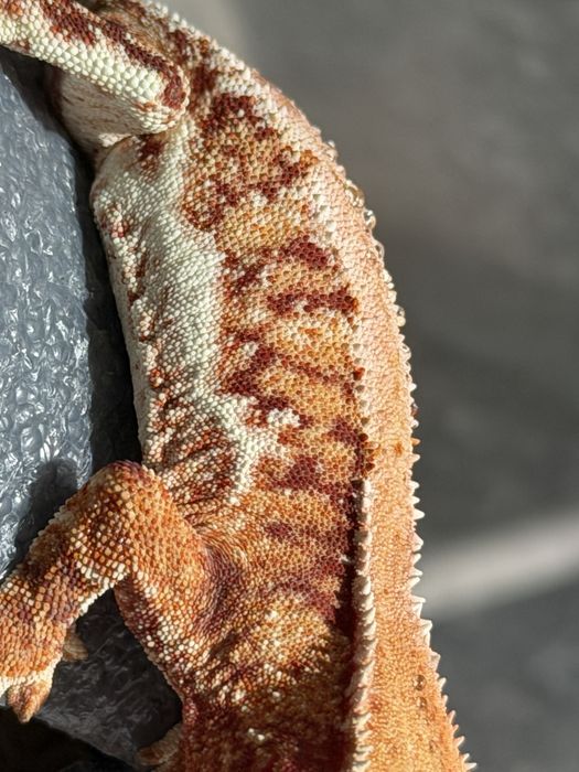 Gekon orzęsiony samiec