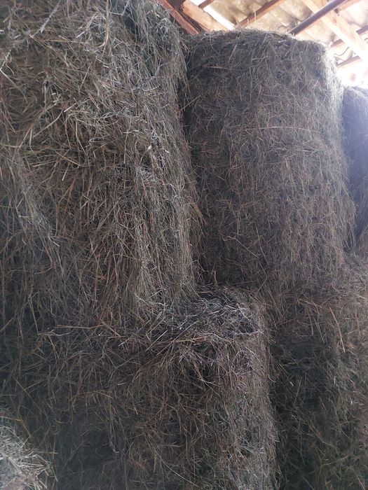 Sprzedam siano 120x120 ze stodoły