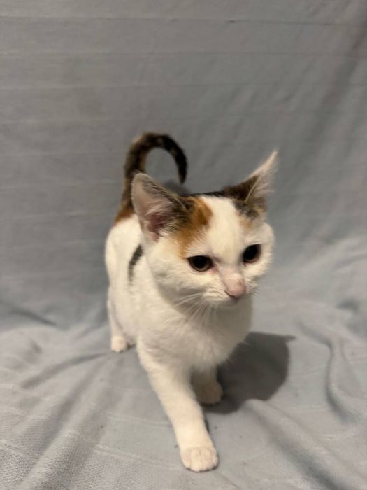 Отдам котят в хорошие руки бесплатно