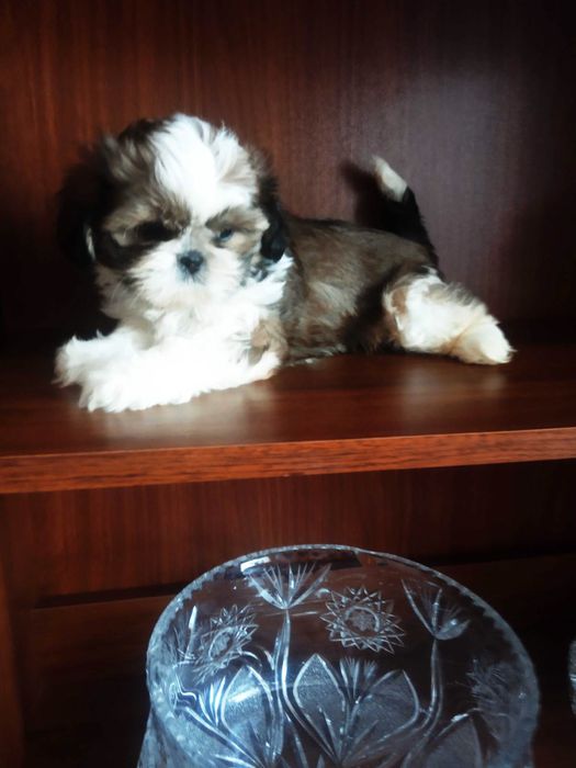 Shih tzu malej wielkosci szczeniak tricolor wzorzec rasy bez wad i prz