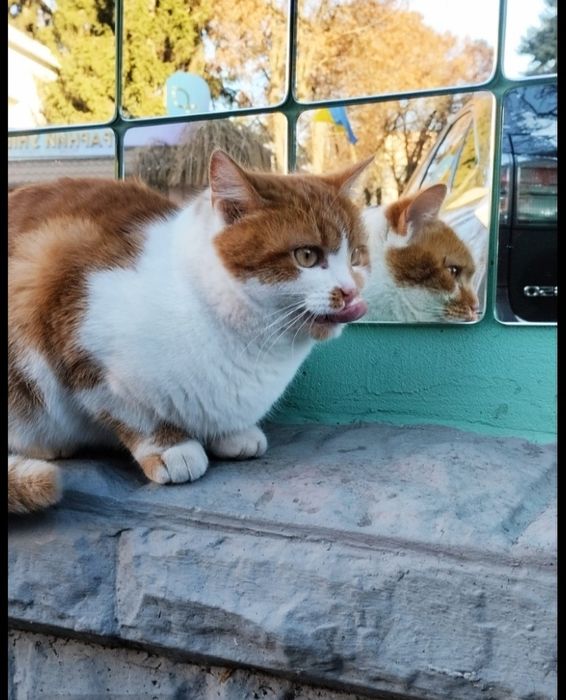 Кішечку в добрі руки