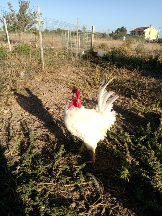 Frangos pedrês portuguesa e branca portuguesa