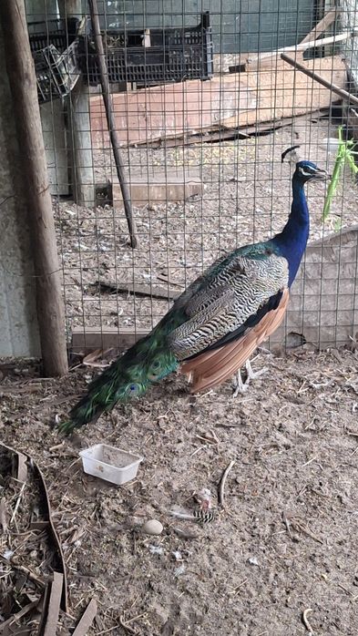 Pavão  azul macho