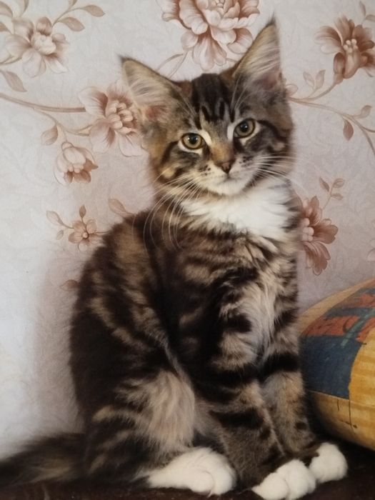 Kotki Maine Coon