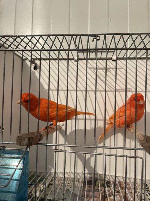 Canaruos vermelhos intensos nevados