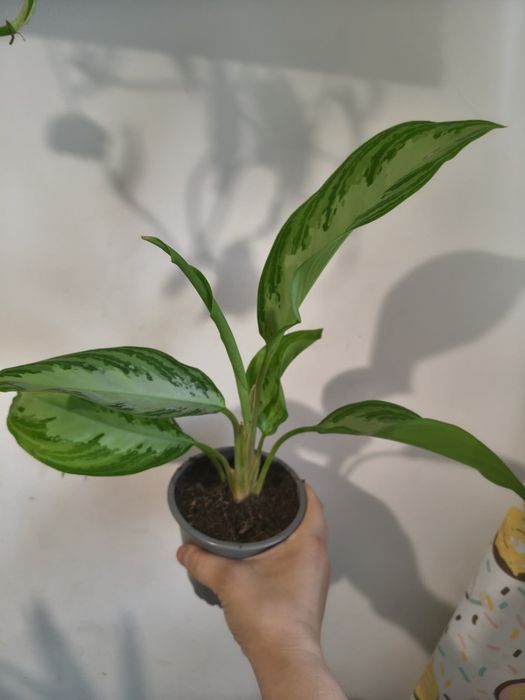 Roślina Aglaonema