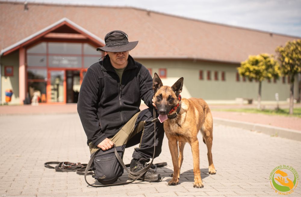 Ares owczarek belgijski malinois do adopcji