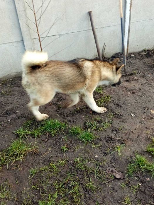 Sprzedam akite amerykańska