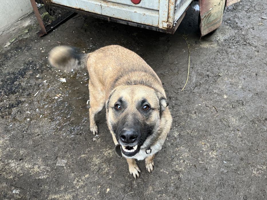 Песики дуже гарні змішані породи