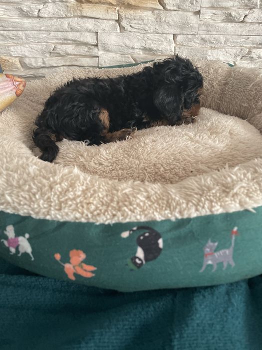 Cavapoo śliczny samiec tricolor cavalier pudel