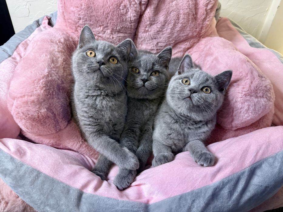 Kot brytyjski niebieski krotkowlosy kotka