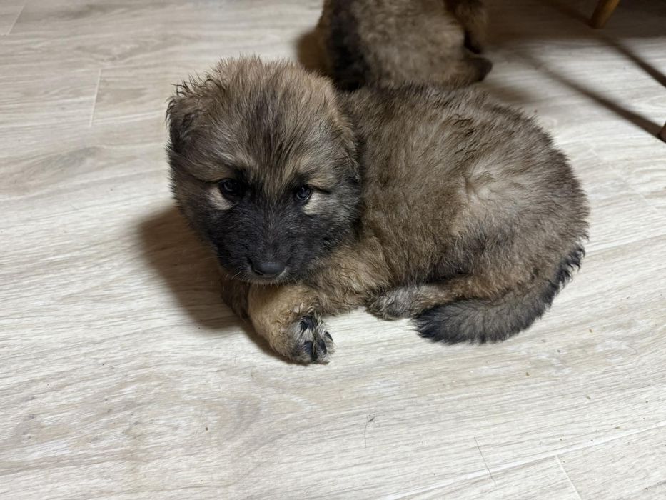 Вівчарки метизи тато Алвбай