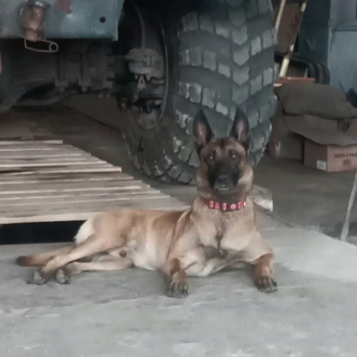 Бельгийская овчарка,вязка!!!Старший солдат ЗСУ!Гусары денег не берут!