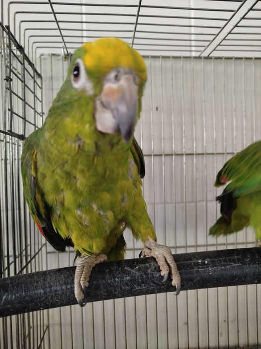 Amazona ochrocephala