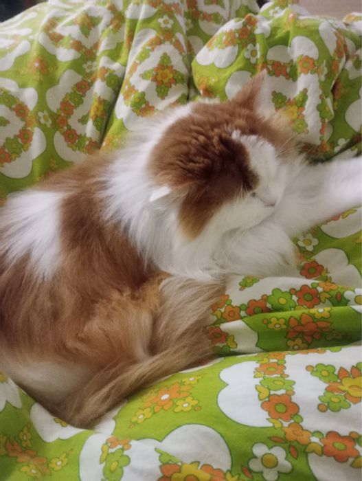 Бесплатно кот шотландский