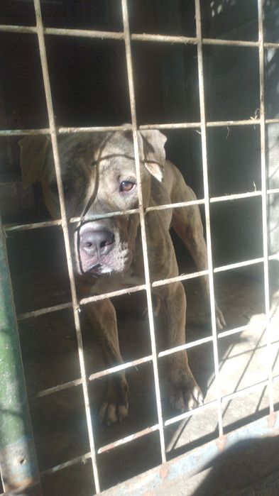 Американський пітбультер'єр