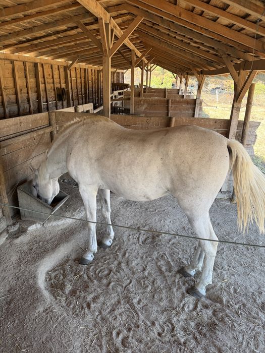 Cavalo lusitano