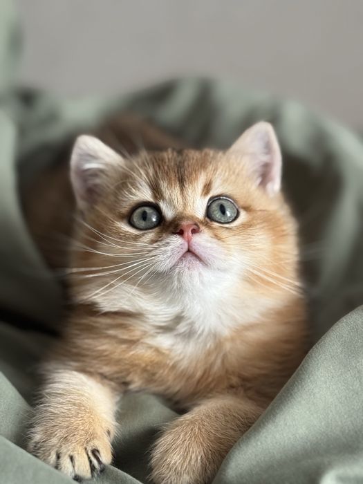 Кото дітки золотої шиншили.