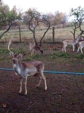 Łyzkasz kolory przyzwyczajony do ludzi zwierzę znakowane