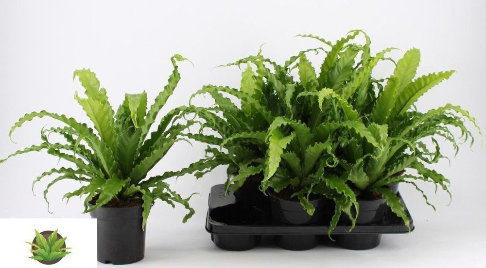 Вазони, Гіацинти, троянди та багато інших рослин.