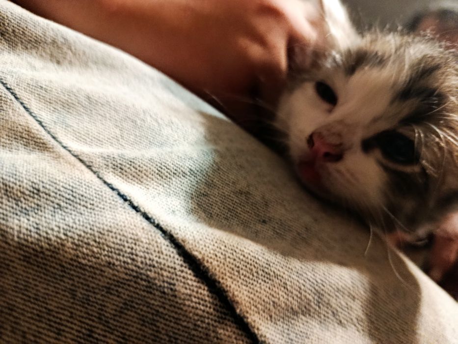 котята в добрые руки ищут семью