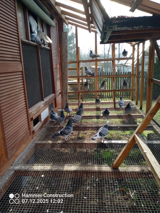 Młode pocztowe przelotowa z konkursami