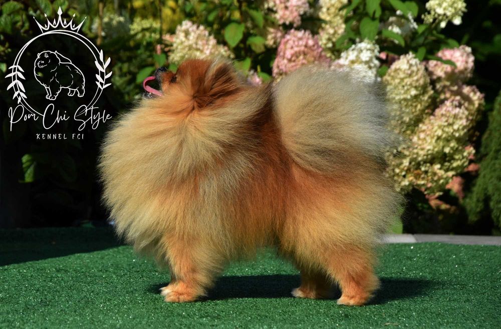 Szpic miniaturowy Pomeranian ZKwP FCI