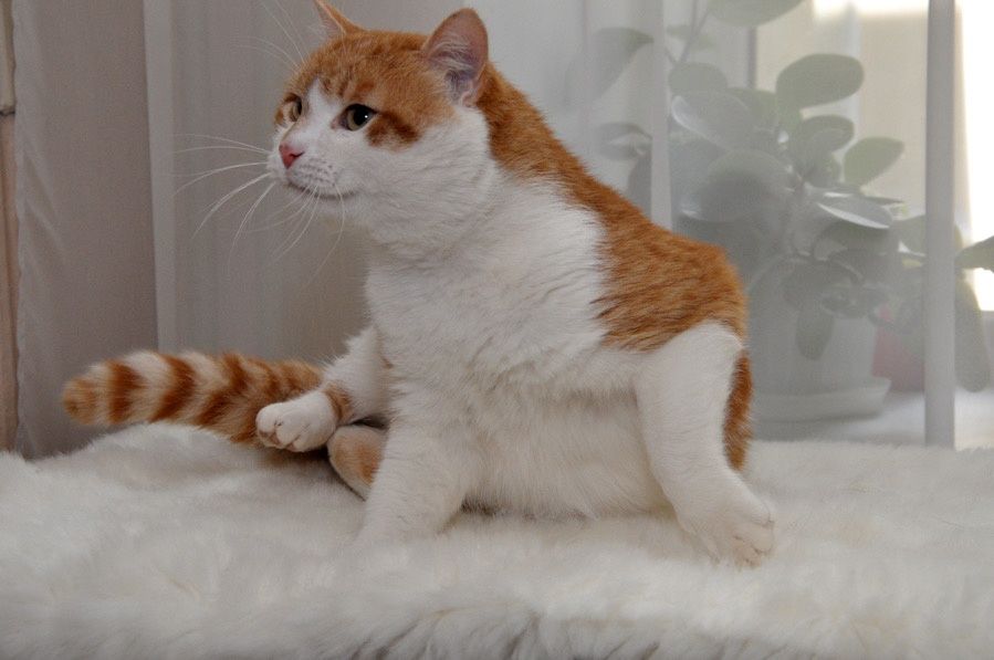 Гарний молоденький котик)